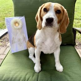 Beagle All Grown Up from Knappogue Beagles