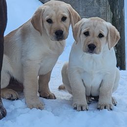 Labrador Retriever and Scottish Terrier Puppies from Stephanie Shelton's Labs and Scottish Terriers