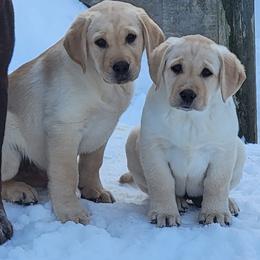 Labrador Retriever and Scottish Terrier Puppies from Stephanie Shelton's Labs and Scottish Terriers