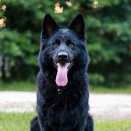 Zayra - German Shepherd