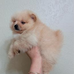 Rose - Cream female Pomeranian puppy in Phoenix, Arizona from Luxpomz