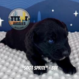 Soot Sprite - Black & white female Australian Shepherd puppy in Tucson, Arizona from TTTNT Aussies