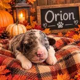 Orion - Merle male Cockapoo puppy in Lebanon, Kentucky from Mosaic Merle Doodles