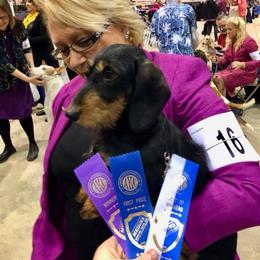 Dachshund All Grown Up from Karmas Dachshunds