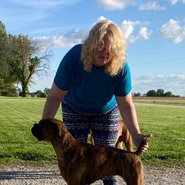 Meeka - Brindle female Boxer puppy in Wellsville, Missouri from Casino Boxers