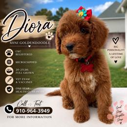 Diora - Apricot female Goldendoodle puppy in Spring Lake, North Carolina from Pawriffic Pups