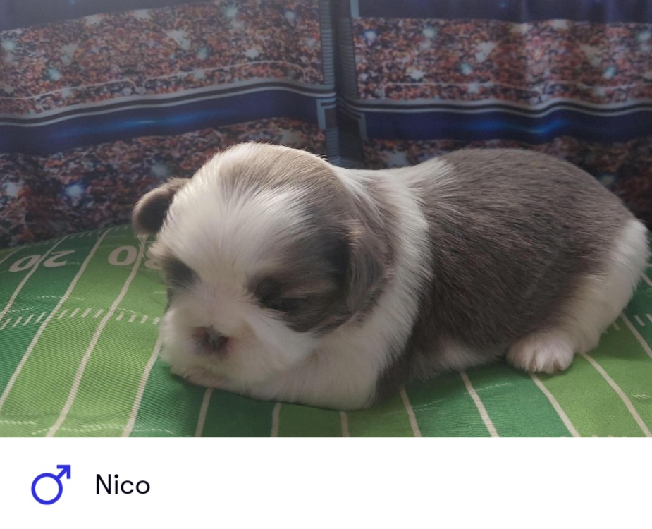 Shih Tzu Puppies from N.F.S.T Imperial ShihTzu Puppies.