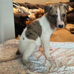 Golden Retriever and Greyhound Puppies from K and E Kennels