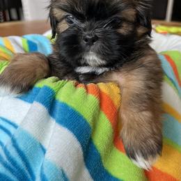Shih Tzu All Grown Up from Shih Tzu Jewels of Cocoa