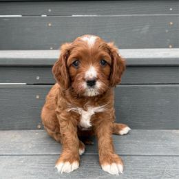 Tex - Apricot male Cavapoo puppy in Pasco, Washington from Columbia Basin Puppies