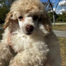 Sweet girl - Apricot female Poodle puppy in Rockvale, Tennessee from Cosmic Chinese Cresteds & Wind-Echo Poodles