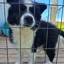 Huron - Black and white male Siberian Husky puppy in Addison, Michigan from Gray Run Siberian Huskies