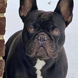 Maximus - French Bulldog