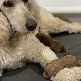 Poodle Puppies from Prodigy Farms Therapy Dogs