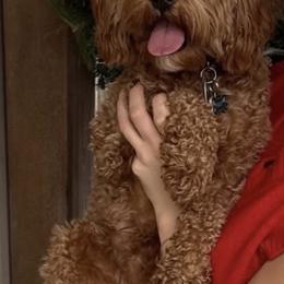 Cavapoo Puppies from Country Club Cavapoos