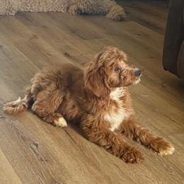 Maggie - Goldendoodle