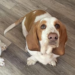 Basset Hounds and French Bulldogs from Melissa’s Adorable Bassets and Frenchies