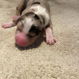 Aspen - Red merle male Miniature Australian Shepherd puppy in Somerset, Kentucky from Natural Life Ranch
