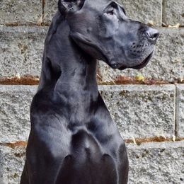 Great Danes from Azulene Danes