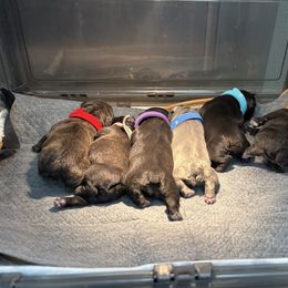 French Bulldog puppies from Tip Top Bully House