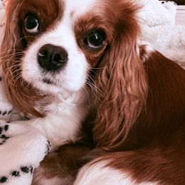 Cavalier King Charles Spaniel Puppies from Poshy Cavaliers