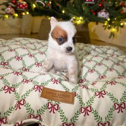 Kaelis - Red mottled female Australian Cattle Dog puppy in Tucson, Arizona from Soqui Ortiz Cattle Ranch