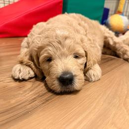 Princess Peach - Cream female Goldendoodle puppy in Puyallup, Washington from Dawnie’s Doodles