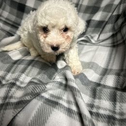 Bichon Frise, Shichon, and Shih Tzu Puppies from Jacob’s Shih Tzu & Shichon