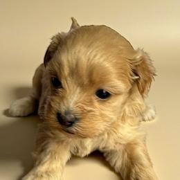 Havanese, Havapoos, Maltese, and Maltipoos from Denise Clark