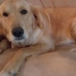 Penny - Golden Retriever