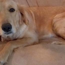 Penny - Golden Retriever