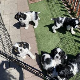 Cocker Spaniel Puppies from Gypsyrose Cockers