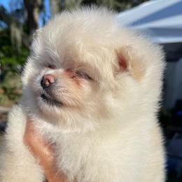 Buttercream - Cream female Pomeranian puppy in Avon Park, Florida from Mariska's Pomeranians