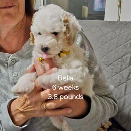 Yellow collar  Bella and Red Collar Loula - Cream female Goldendoodle puppy in Fairmount, Indiana from Capens' Doodles,Poodles and Poo's