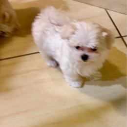 Boy 2 - White male Maltese puppy in North Port, Florida from Sandykov