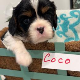 Coco - Tri-color female Cavalier King Charles Spaniel puppy in St. George, Maine from Cloud Nine Cavaliers