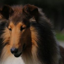 Borzois and Collies from Kaigans K9s