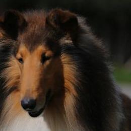 Borzois and Collies from Kaigans K9s