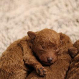 Poodle puppies from Miller Poodles