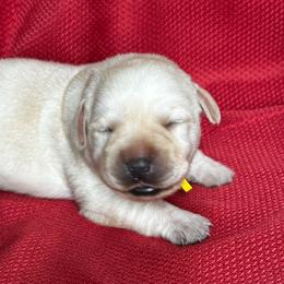 Girl 7 - Yellow female Labrador Retriever puppy in Vero Beach, Florida from Southern Sunshine Labradors