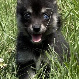 Girl 1 - Black and white female Pomsky puppy in Tennessee from Hudson’s Huskies & Pomskies