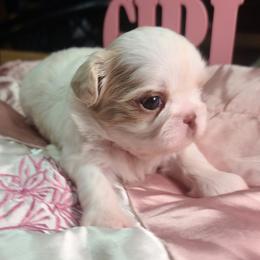 Girl Puppy 3 - Liver and white female Shih Tzu puppy in Belleville, Michigan from Patricia's Heavenly Earth Angels