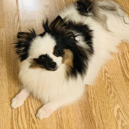 Briella - Pomeranian