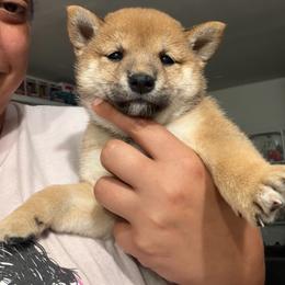 Sayuri - little lily baby pink collar - Red female Shiba Inu puppy in Lehigh Acres, Florida from SWFL Happy Dogs