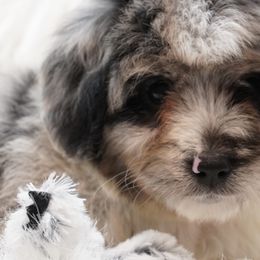Aussiedoodles, Cavapoos, Miniature Australian Shepherds, and Toy Australian Shepherds from Blue Hue Aussies