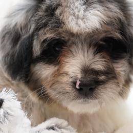 Aussiedoodles, Cavapoos, Miniature Australian Shepherds, and Toy Australian Shepherds from Blue Hue Aussies