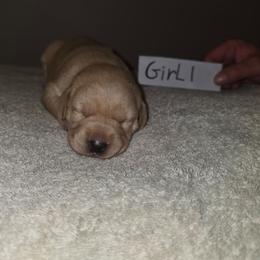 Girl 1 - Yellow female Labrador Retriever puppy in Hebron, Kentucky from Top Notches Labrador Retrievers