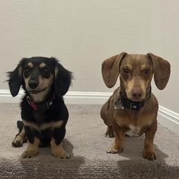 Dachshund puppies from B & D dachshunds