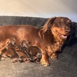 Jewel - Dachshund