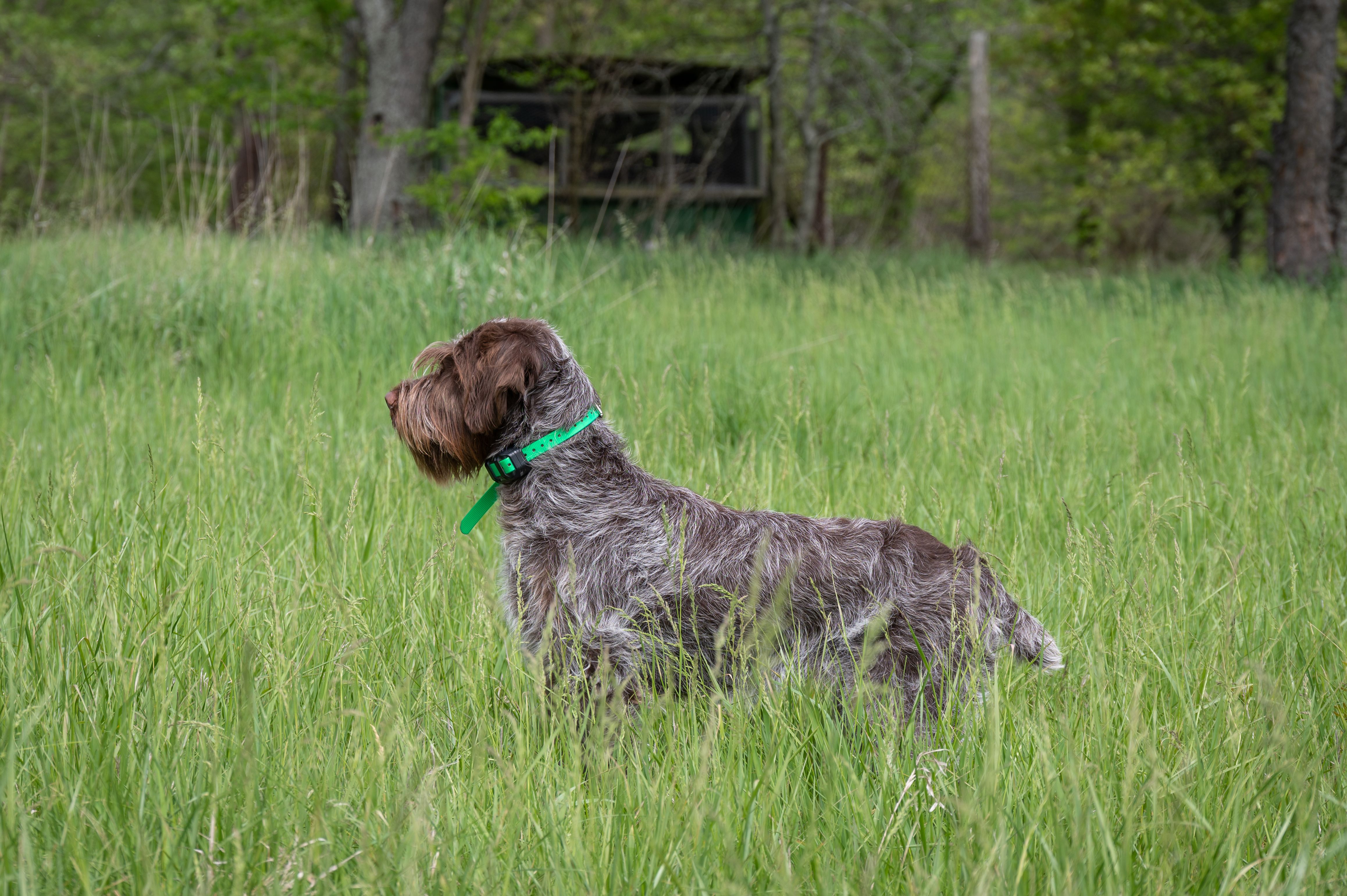 Wirehaired pointing griffon breeders hot sale midwest